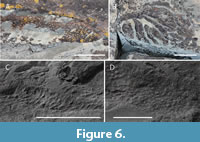 s figure6