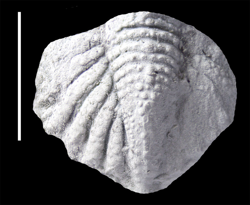 figure4