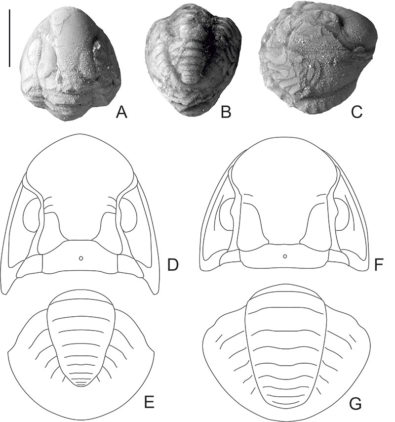 figure6