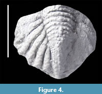 s figure4