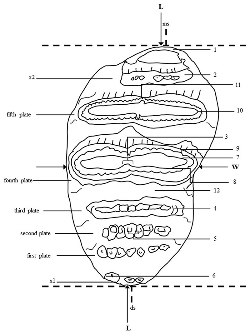 figure4