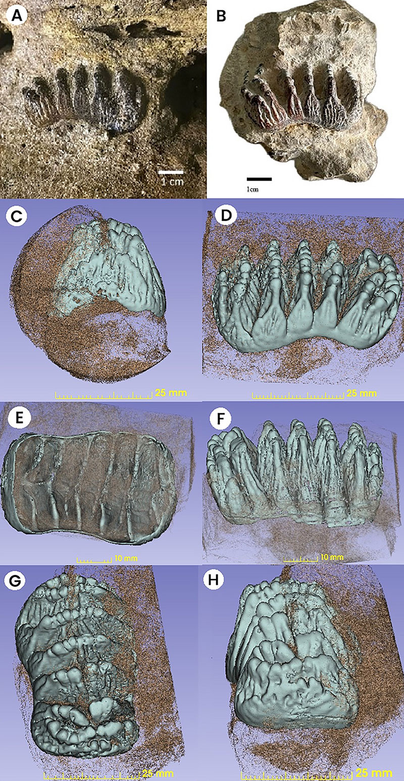 figure6