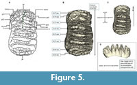 s figure5