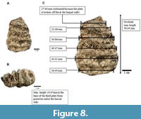 s figure8