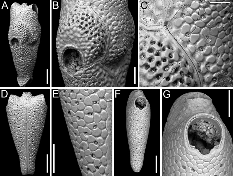 figure36