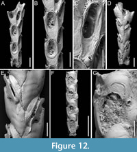 s figure12