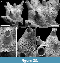 s figure23