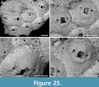 s figure25