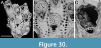 s figure30