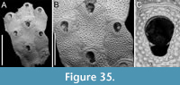 s figure35