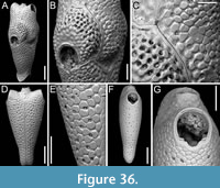 s figure36