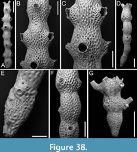 s figure38