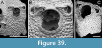 s figure39