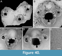 s figure40