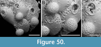 s figure50