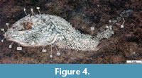 s figure4