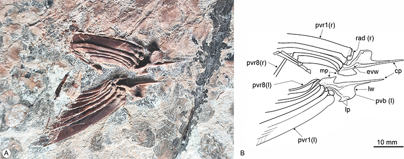 figure11