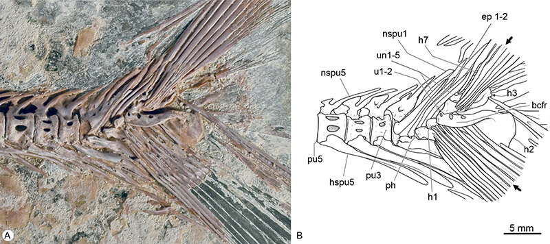 figure13