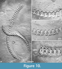 s figure10