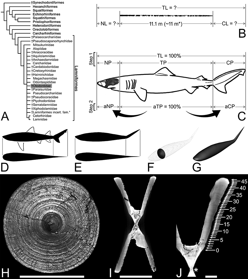 メガロドンの新たな形状を明らかにする研究 (A Longer, Sleeker Super Predator: Megalodon’s True Form)