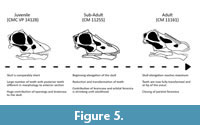 s figure5
