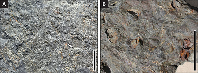 figure4