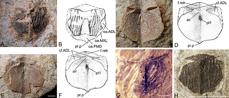 figure5