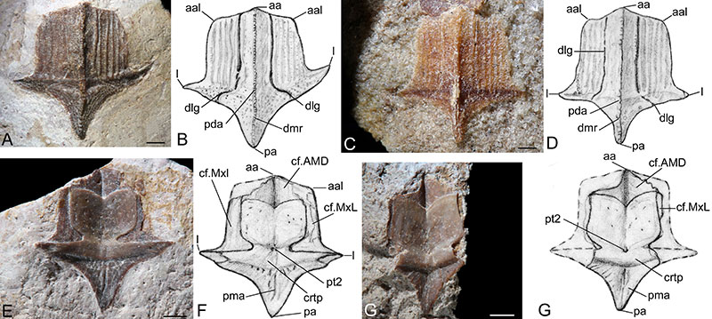 figure6