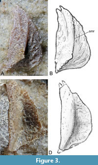 s figure3