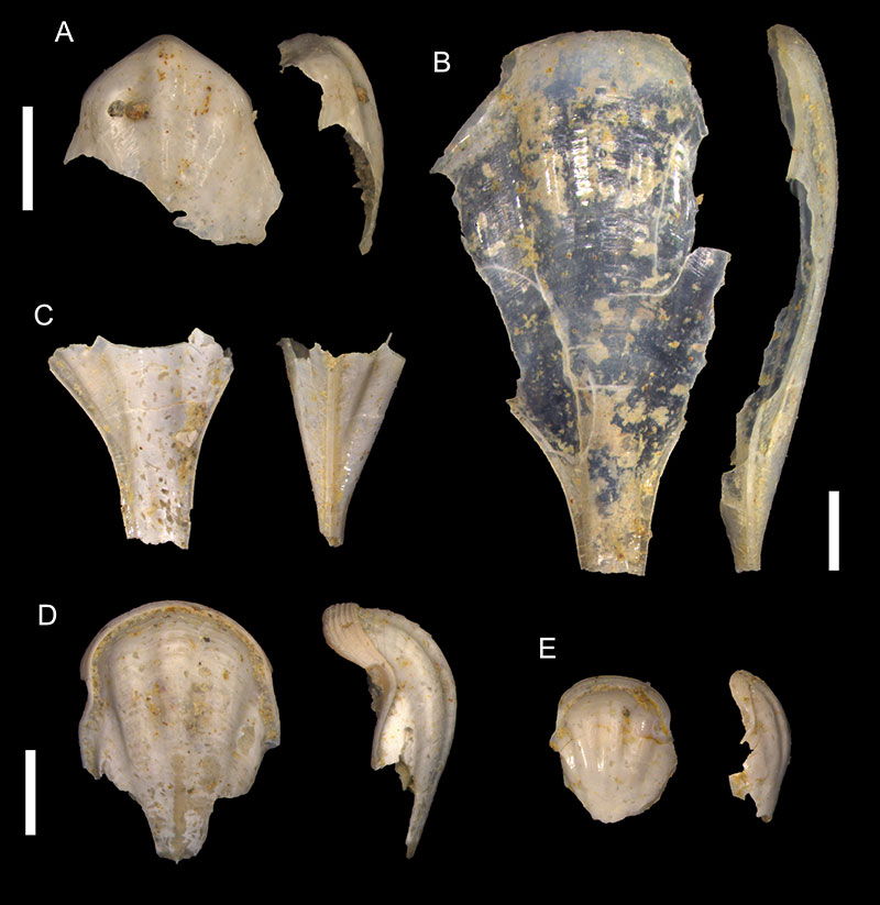 figure5