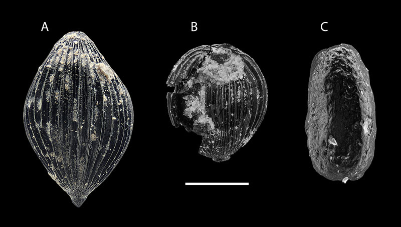figure11