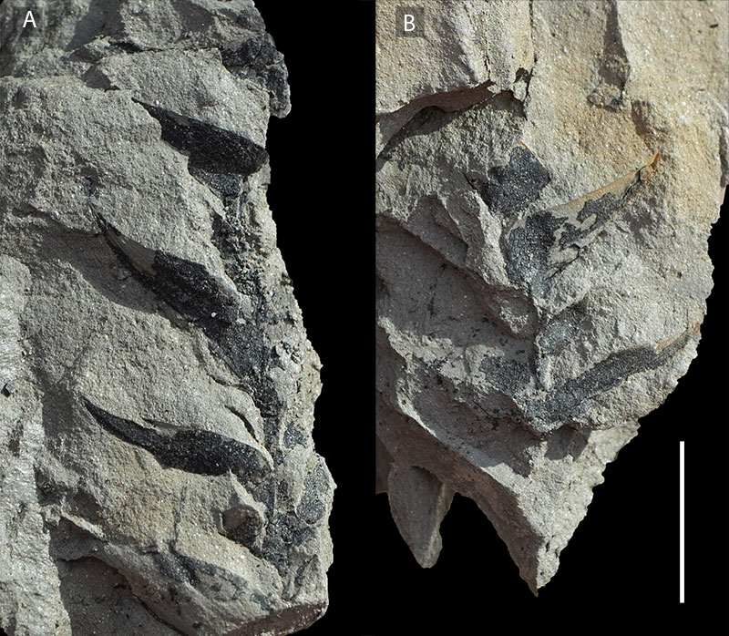 figure5