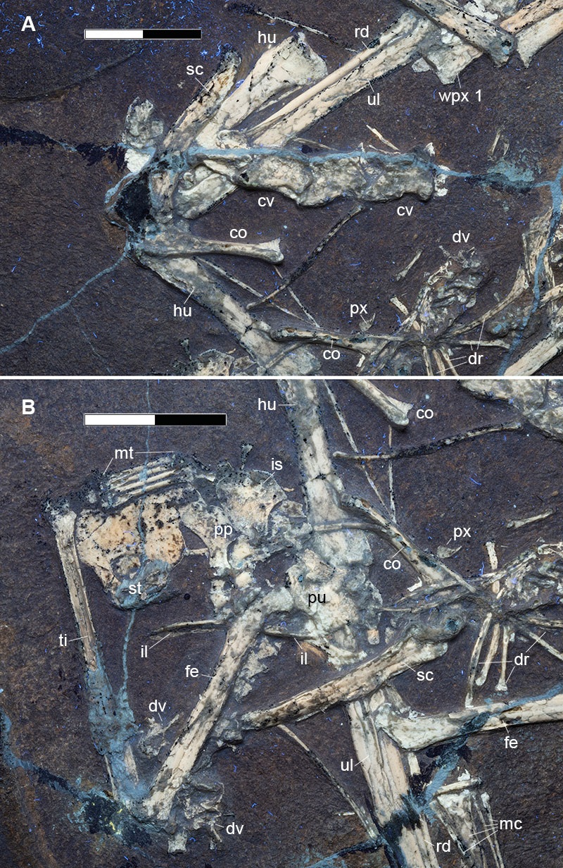 figure6
