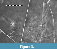 s figure3