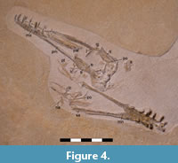 s figure4
