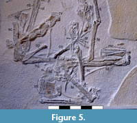 s figure5