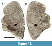 s figure11