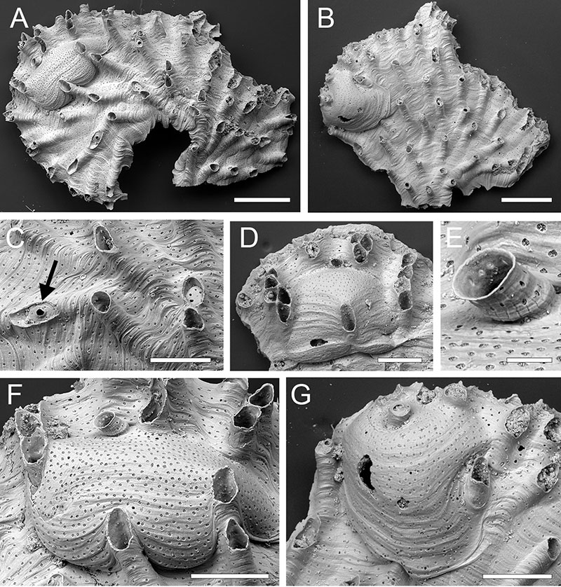 figure11