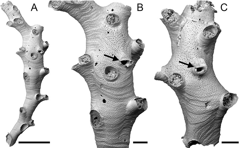 figure6