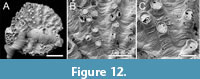 s figure12