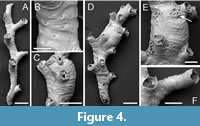 s figure4
