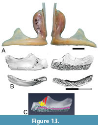 s figure13