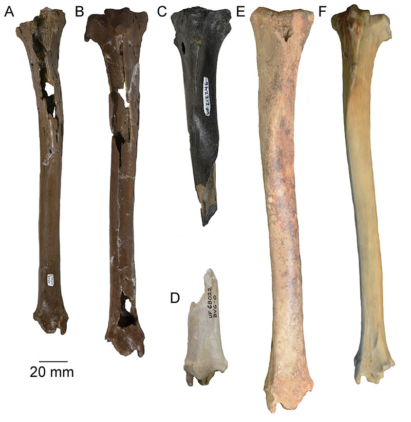 figure5