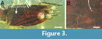 s figure3