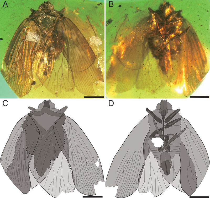 figure1