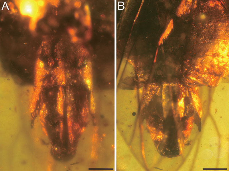 figure6
