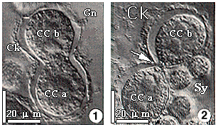 fig1 2