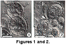 fig1 2a