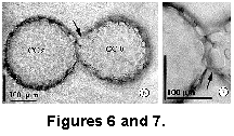 fig6 7a