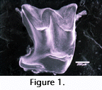 fig01a